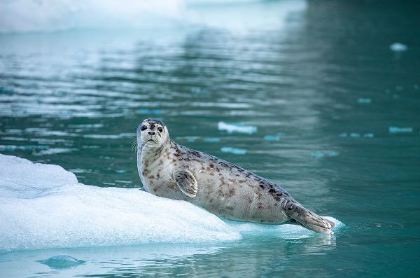 Alaska-Leconte Bay-Harbor Seal pup resting on iceberg calved from LeConte Glacier east of Petersburg